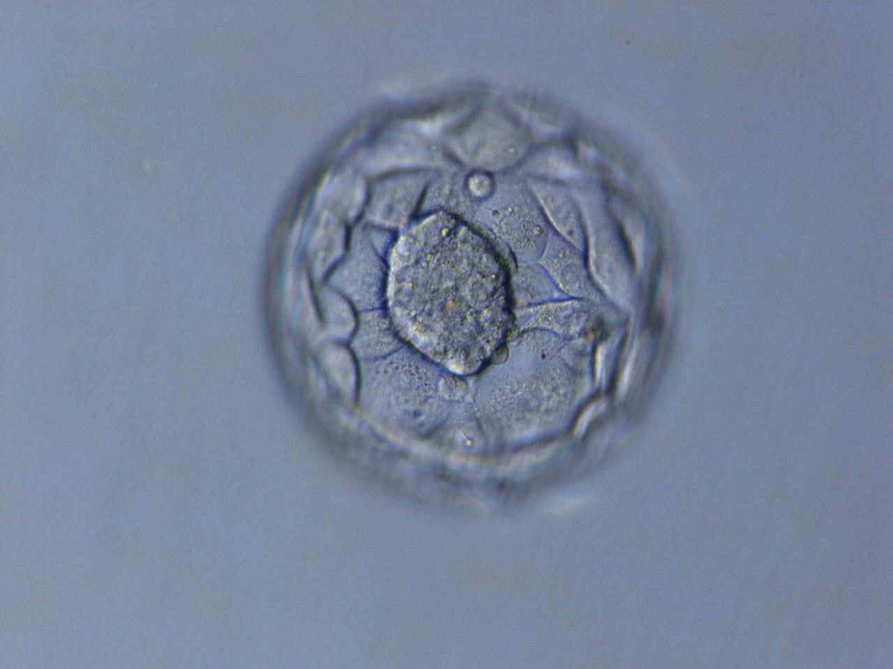 Early stage embryo