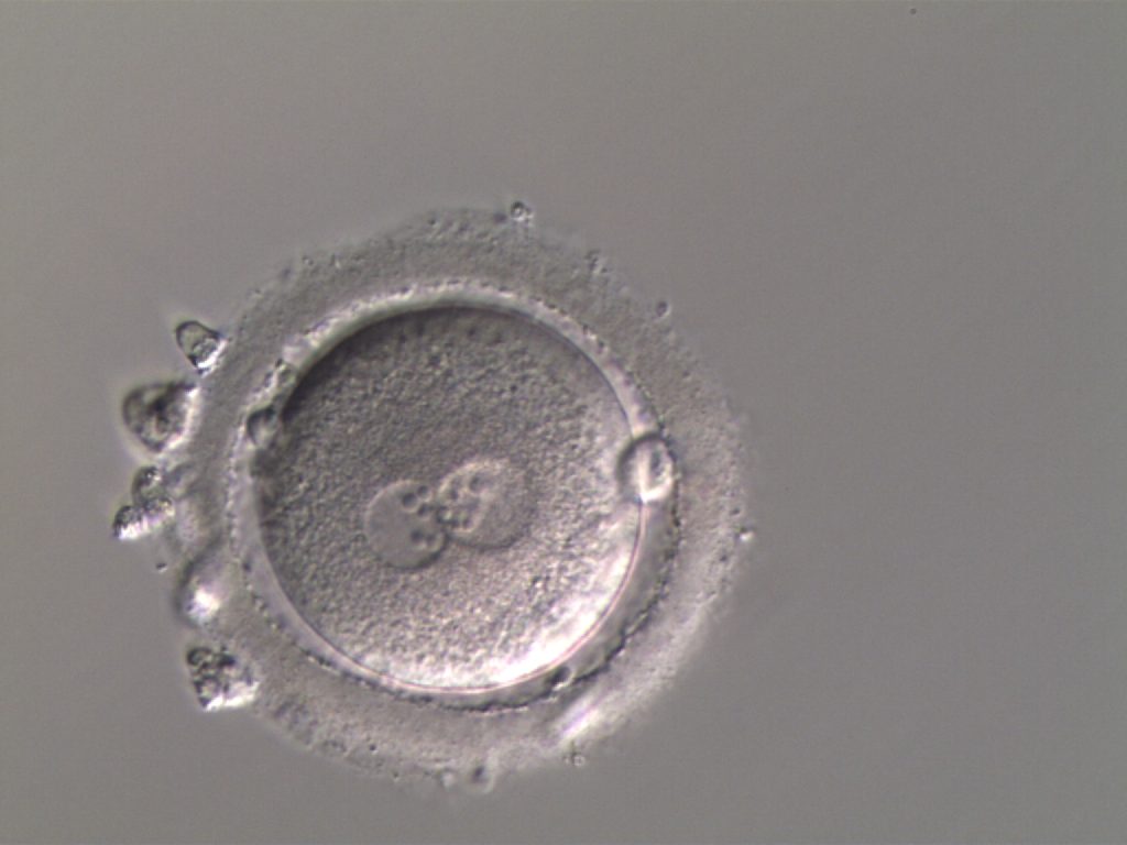 Embryo micrograph